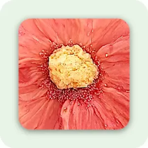 Pineapple Flowers – Kurutulmuş Ananas Çiçekleri – Sarı & Kırmızı