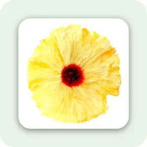 Pineapple Flowers – Kurutulmuş Ananas Çiçekleri – Sarı & Kırmızı