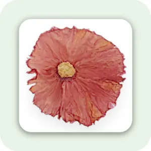 İlk Üç – Klasikler Paketi